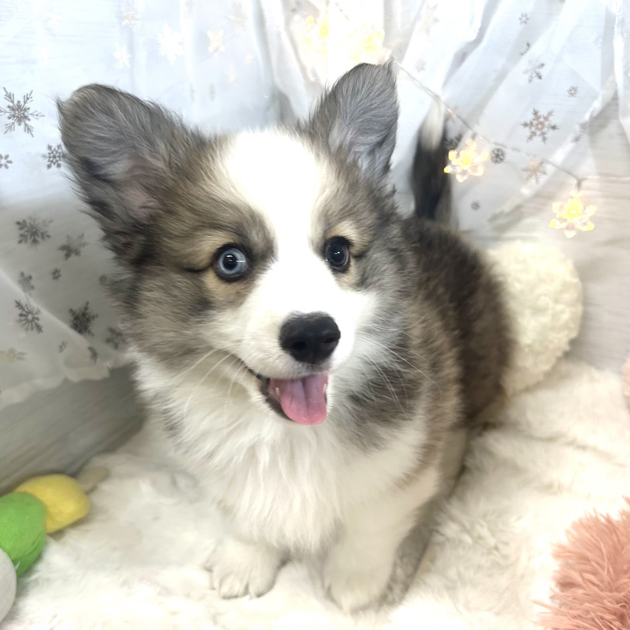 🌟コーギーくん🌟ペットショップ犬の家猫の里岡崎店 | ペットショップ